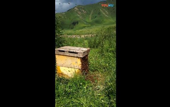 花岛蜂业养蜂基地